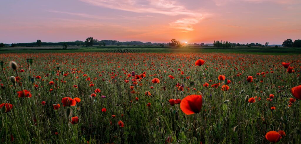 Flanders Fields