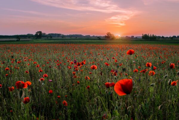 Flanders Fields